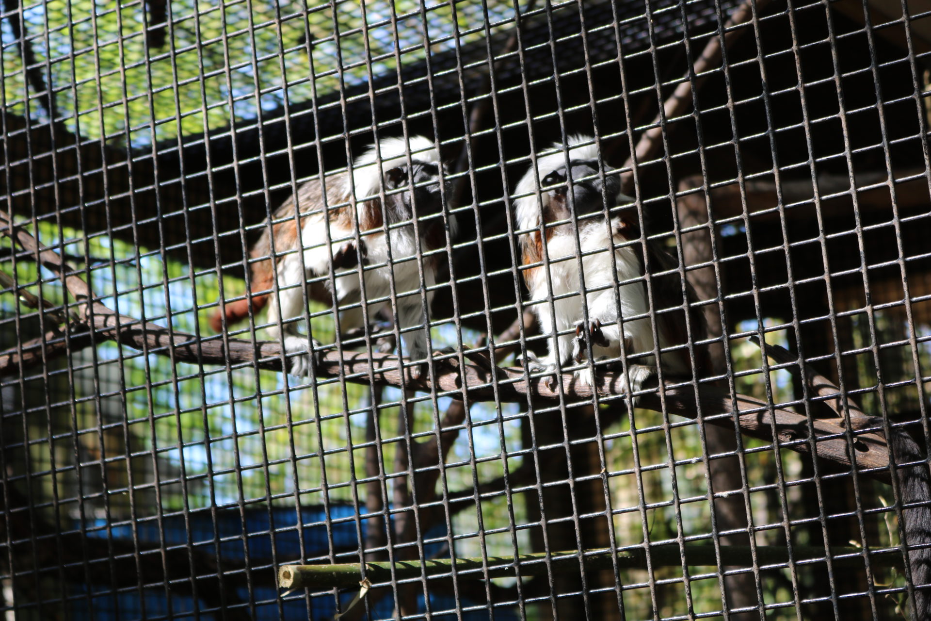 Our Adventure To The Central Florida Zoo - Elizabeth From Scratch